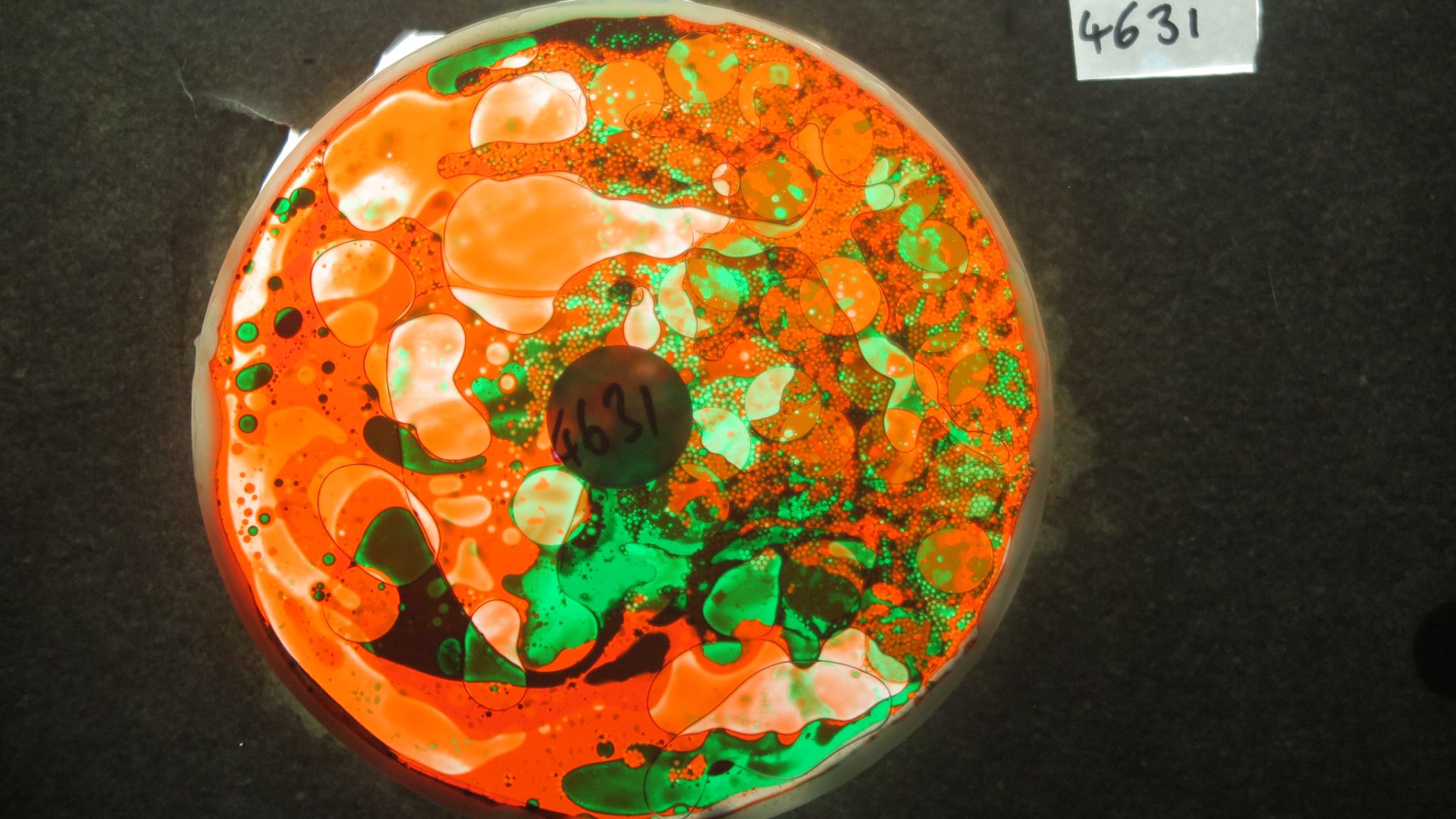 BV4631 bubble vision oil wheel